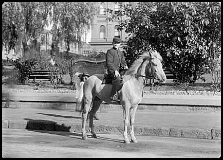 Horse 1900
